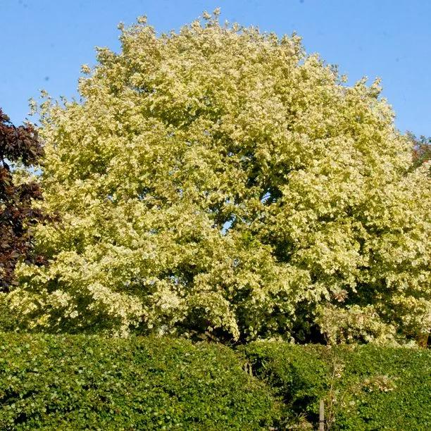 Harlequin Norway Maple (Acer platanoides Drummondii) Hero Img